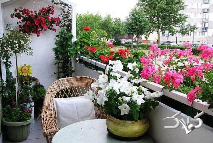 گیاهان آپارتمانی