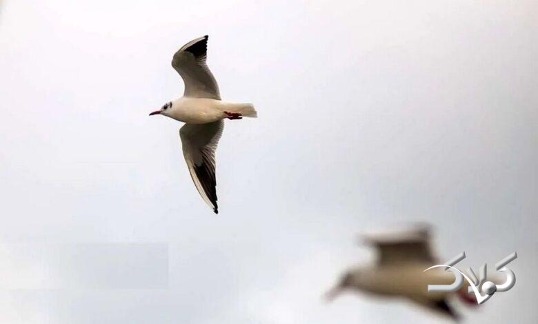 پرنده