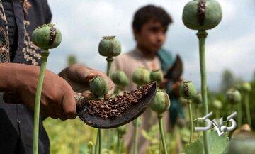 شالیزارهای برنج در تسخیر خشخاش! / بمب ساعتی در شمال؛ پشت پرده واقعیتهای اقتصادی کوچ تریاک به مهد برنج ایران چیست؟