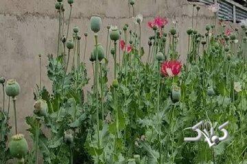 بریم خشخاش بکاریم»؛ چرا این جمله به سوژه داغ کاربران ایرانی تبدیل شد؟