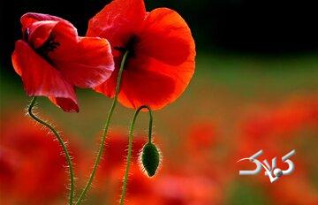 چرا «شقایق اولیفرا» جایگزین خشخاش شد؟