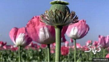 پروژه جدید دولت برای تولید مورفین در ایران