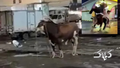 حمله گاو