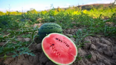 ارزش غذایی هندوانه