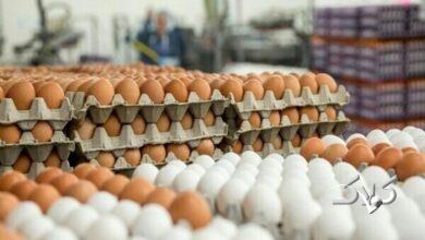 کاهش قیمت تخم مرغ به صورت رسمی اعلام شد
