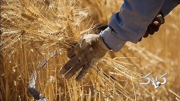 خبر خوش برای گندمکاران / دولت زمان پرداخت مطالبات را اعلام کرد