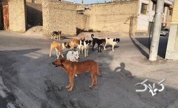 مرگ دلخراش کودک سهساله بر اثر حمله سگ