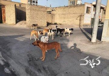 مرگ دلخراش کودک سهساله بر اثر حمله سگ