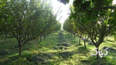 درخواست رسیدگی به تخریب باغات البرز