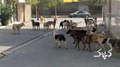 حمله سگهای ولگرد به یک کودک ۹ ساله؛ خطری بزرگ امنیت شهروندان را تهدید میکند